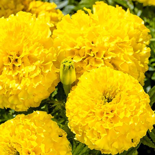 Бархатцы Эквинокс лимонные рисунок 1 артикул 72680