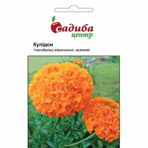 Чорнобривці африканські Купідон оранжеві Садиба центр артикул фото 1 Чорнобривці африканські Купідон оранжеві Садиба центр зображення 1 артикул 89820