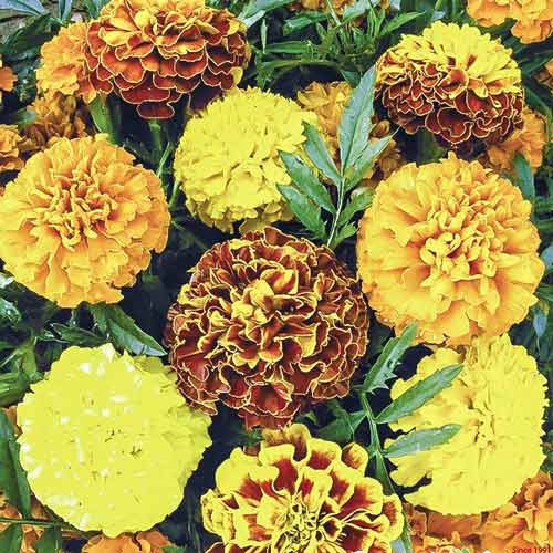 Бархатцы Маленький герой, смесь окрасок рисунок 1 артикул 70074