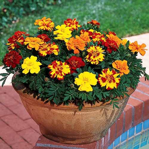 Чорнобривці дрібноквіткові Бонанза зображення 1 артикул 65445