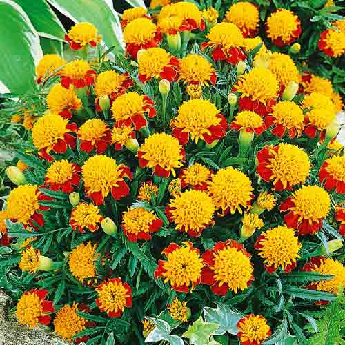 Чорнобривці Тигрові очі зображення 1 артикул 72688