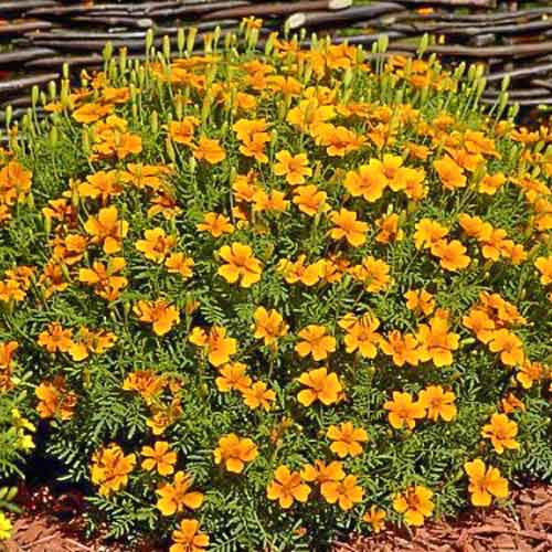 Чорнобривці вузьколисті Оранжевий гном зображення 1 артикул 66300