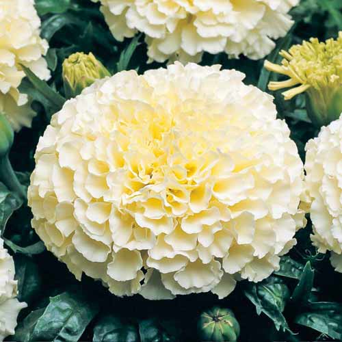 Бархатцы высокорослые Белое чудо рисунок 1 артикул 72691