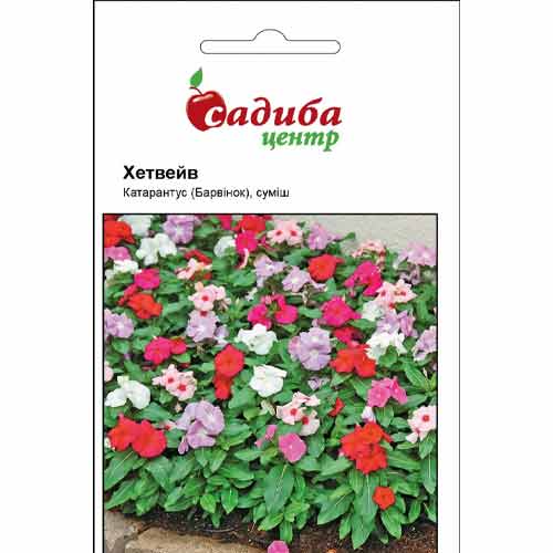 Барвінок Хетвейв, суміш забарвлень Садиба центр зображення 1 артикул 89119