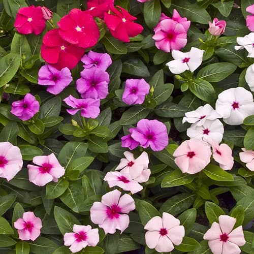 Барвинок (катарантус) Сан Шторм F1, смесь окрасок Профессиональные семена рисунок 1 артикул 87552