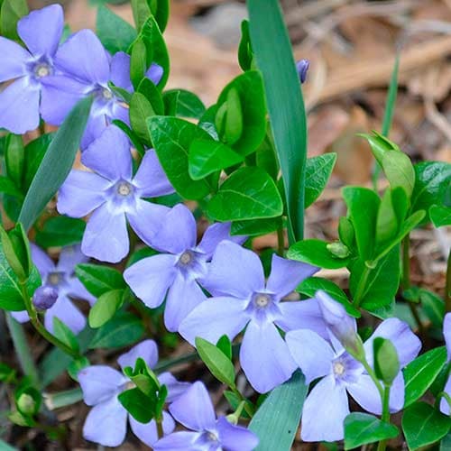 Барвінок Мінор артикул фото 1 Барвінок Мінор зображення 1 артикул 2304