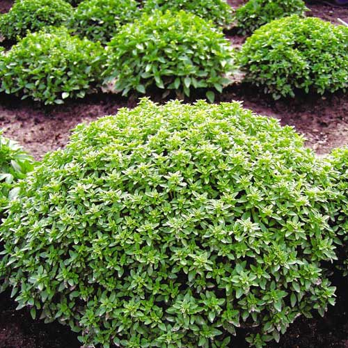 Базилик Гвоздичный аромат рисунок 1 артикул 65082