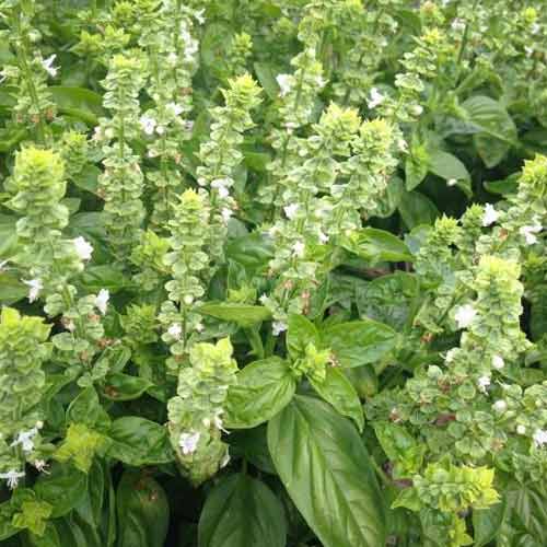 Базилік салатний Мамонт зображення 1 артикул 65486