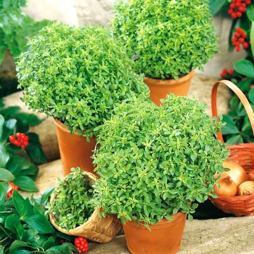 Базилік яскраво-зелений Міні зображення 1 артикул 65641