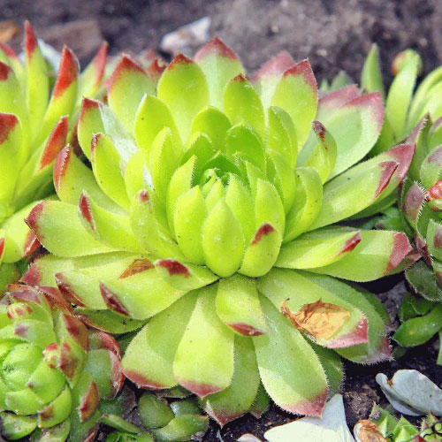 Молодило Ліпар зображення 1 артикул 01366