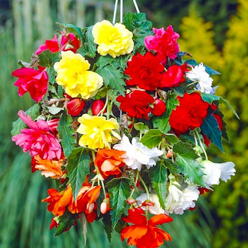 Бегонія ампельна, мікс артикул фото 1 Бегонія ампельна, мікс зображення 1 артикул 70353