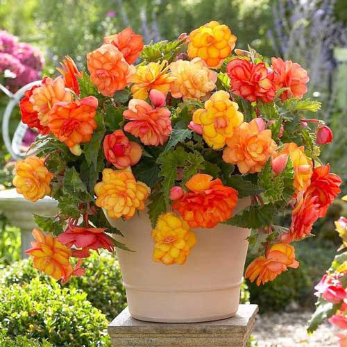 Бегонія ампельна Голден Балкон зображення 1 артикул 68219