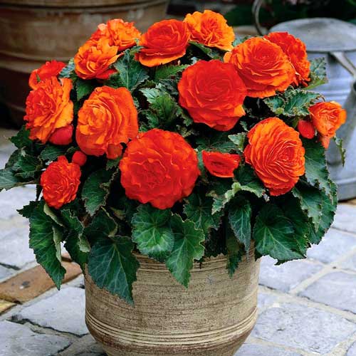 Бегонія Дабл Оранж зображення 2 артикул 76381