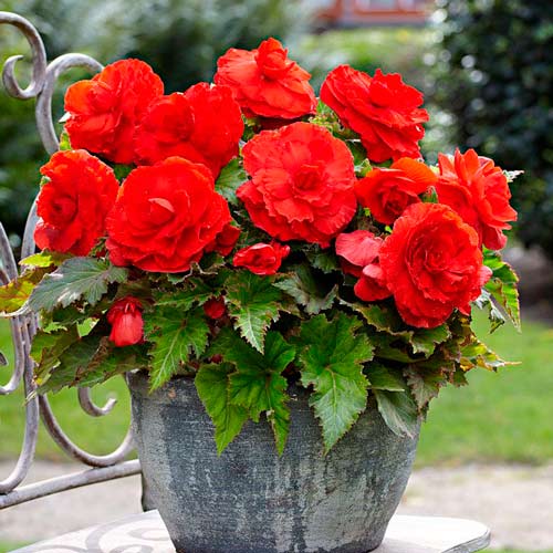 Бегонія Дабл Ред зображення 1 артикул 76383