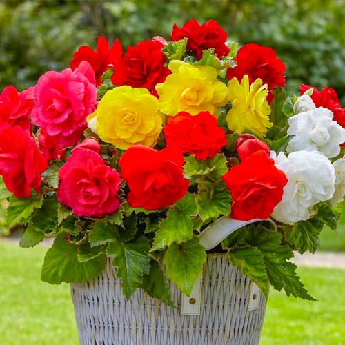 Бегонія Дабл, мікс зображення 1 артикул 70351