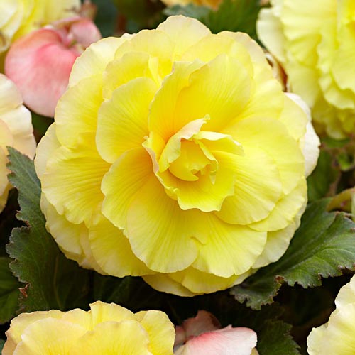 Бегонія Дабл Єллоу зображення 1 артикул 76385