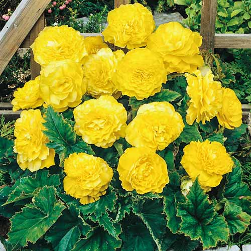 Бегонія Дабл Єллоу зображення 2 артикул 76385