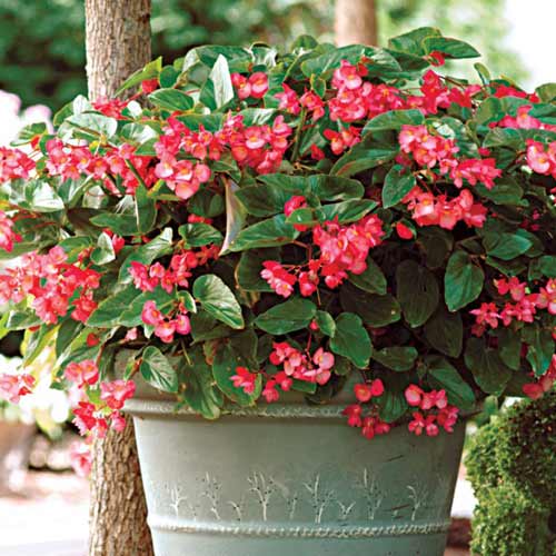 Бегония Дреген Винг F1 рисунок 1 артикул 72081