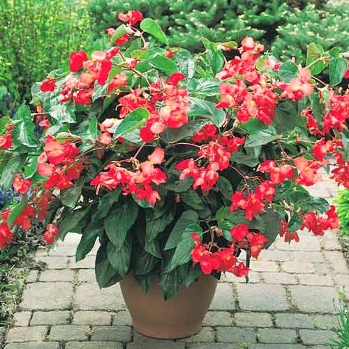 Бегонія Дрегон Вінг F1 червона, насіння зображення 1 артикул 66207