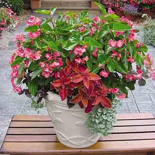 Бегония Дрегон Винг розовая F1 Профессиональные семена рисунок 1 артикул 77150