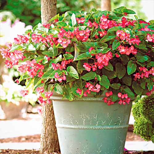Бегонія Дрегон Вінг F1 рожева, насіння зображення 1 артикул 66206