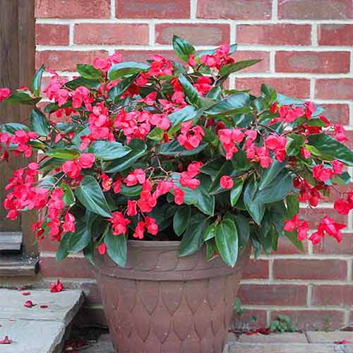 Бегонія Дрегон Вінг F1 рожева, насіння зображення 2 артикул 66206