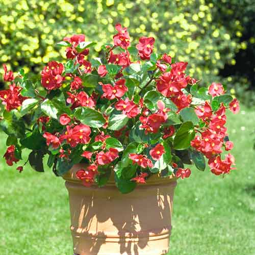 Бегонія Дрегон Вінг F1 рожева, насіння зображення 3 артикул 66206