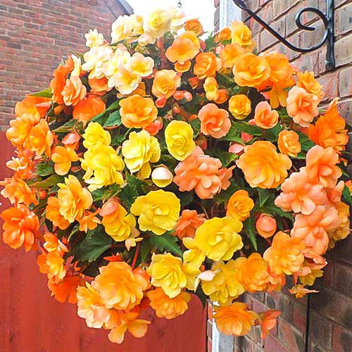 Бегонія Фейрі Шейдс зображення 1 артикул 76670