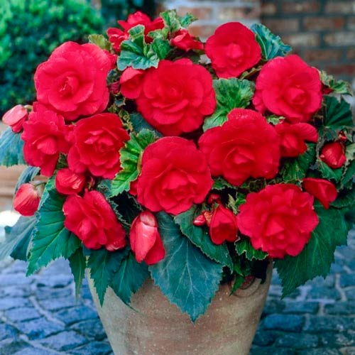 Бегонія Фімбріата Дарк Ред зображення 1 артикул 76186