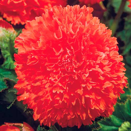 Бегонія Фімбріата Оранж зображення 2 артикул 76387