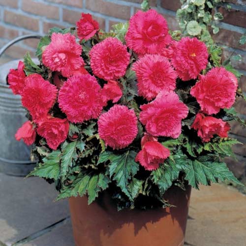 Бегонія Фімбріата Пінк зображення 1 артикул 76388