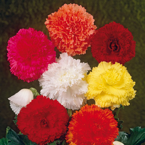 Бегонія фімбріата, суміш забарвлень зображення 1 артикул 3209