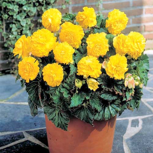 Бегония Фимбриата Йеллоу рисунок 1 артикул 76391