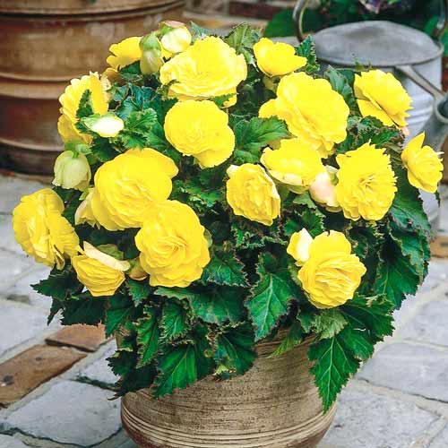 Бегония Гоу-гоу желтая F1, семена рисунок 1 артикул 66907