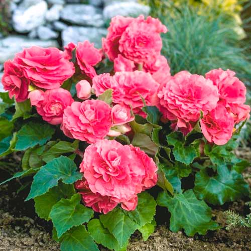 Бегонія Гоу-гоу рожева F1, насіння зображення 1 артикул 66908