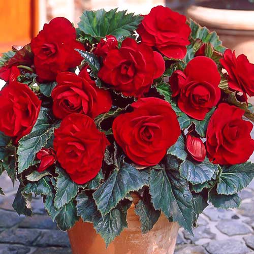 Бегонія Гоу-гоу вишнева F1, насіння зображення 1 артикул 66909