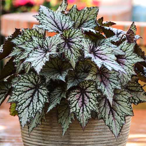 Бегонія Грифон F1 зображення 1 артикул 72080