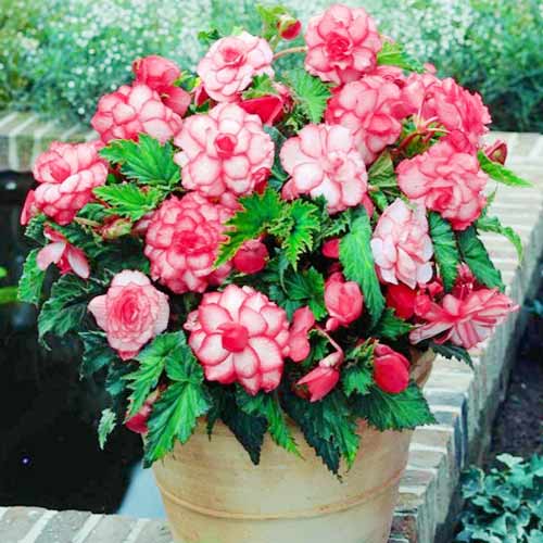 Бегонія двоколірна Пікоті Вайт/Ред зображення 1 артикул 67105