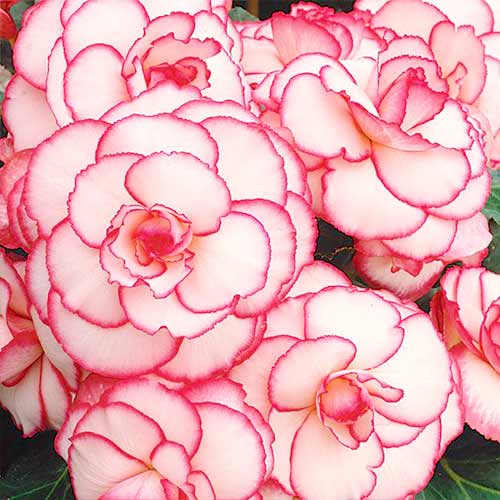 Бегонія двоколірна Пікоті Вайт/Ред зображення 2 артикул 67105