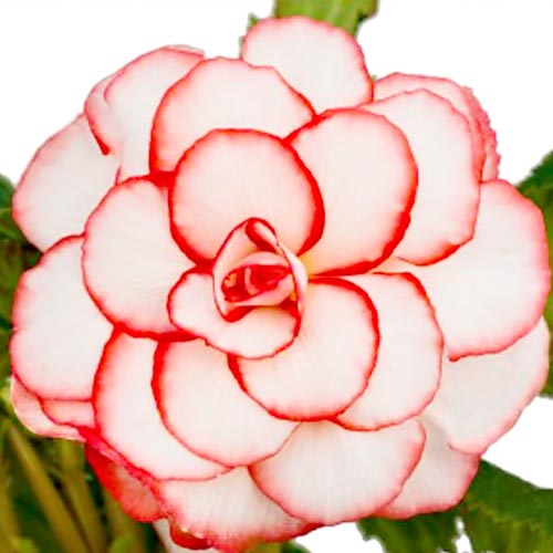 Бегонія двоколірна Пікоті Вайт/Ред зображення 3 артикул 67105