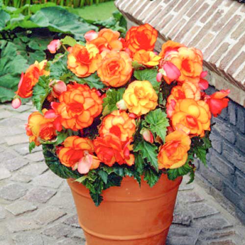 Бегонія двоколірна Пікоті Єлоу/Ред зображення 1 артикул 67106