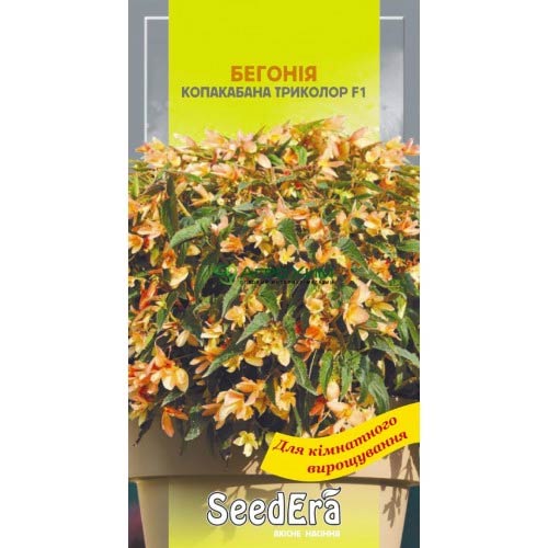 Бегония Копакабана триколор F1 Seedera рисунок 1 артикул 77153