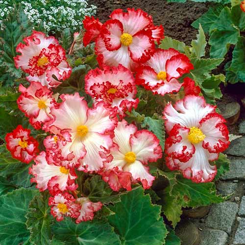 Бегония Криспа Маргината Вайт/Ред рисунок 1 артикул 76183