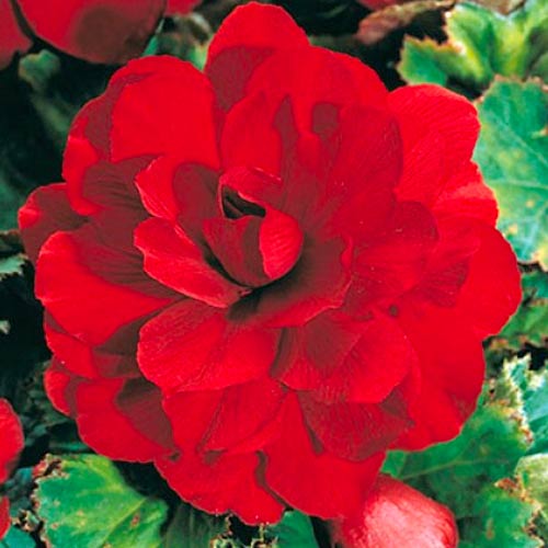 Бегонія махрова Red артикул фото 1 Бегонія махрова Red зображення 1 артикул 70461