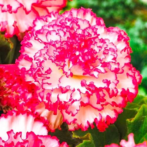 Бегонія Мармората Пінк/Вайт зображення 1 артикул 70352