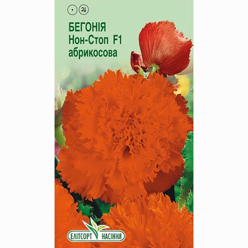 Бегонія Нон Стоп абрикосова F1 Елітсорт зображення 1 артикул 90550