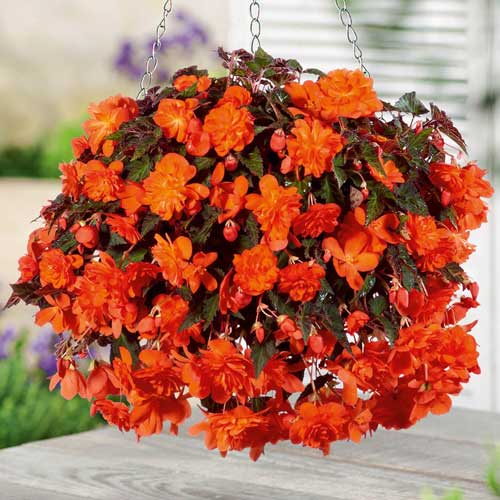 Бегония Пендула Оранж рисунок 1 артикул 76189