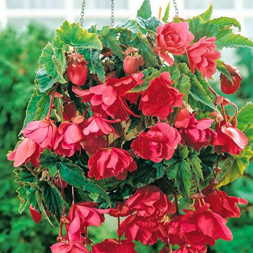 Бегония Пендула Пинк рисунок 1 артикул 76190