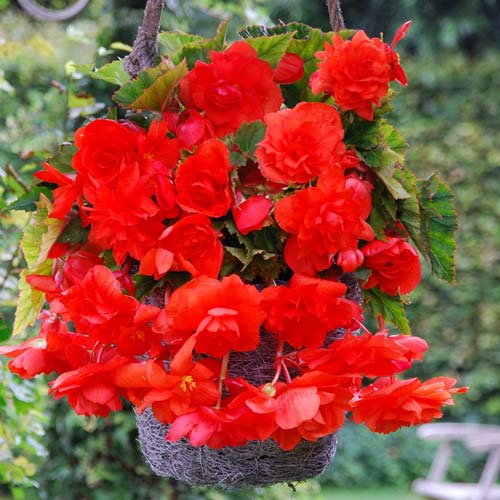 Бегонія Пендула Ред зображення 1 артикул 76392