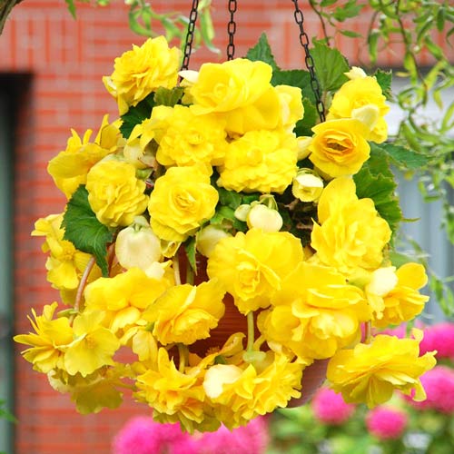 Бегония Пендула Йеллоу рисунок 1 артикул 76394